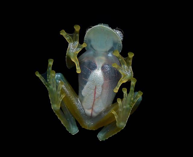 1326px-Flickr_-_ggallice_-_Glass_frog_(4)_cropped